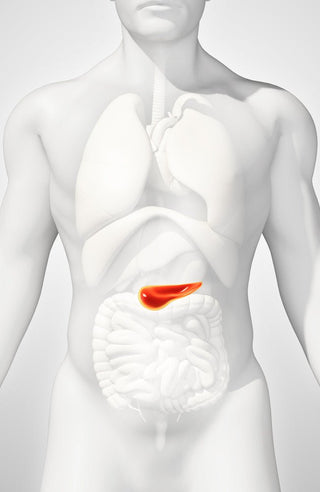 Die faszinierenden Organe unseres Körpers Teil 2: Die Bauchspeicheldrüse