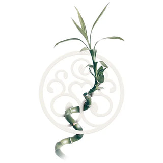 Ein Bambus mit Spiraldesign.