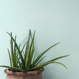 Aloe vera — die Wüstenlilie