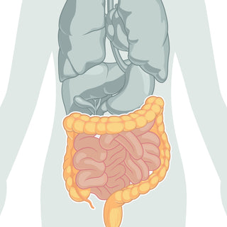 Die faszinierenden Organe unseres Körpers - Teil 1: Der Darm