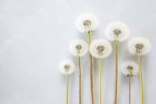 Pusteblumen auf weißem Hintergrund