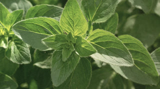 Oregano