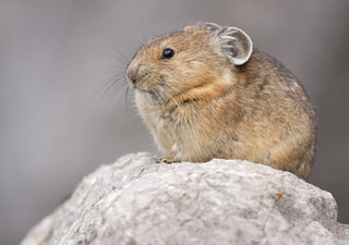 Pika sitzt auf einem Stein