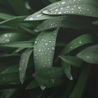 Pflanzenstoffe - Nature Love
